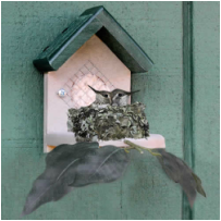 Hummingbird Nester