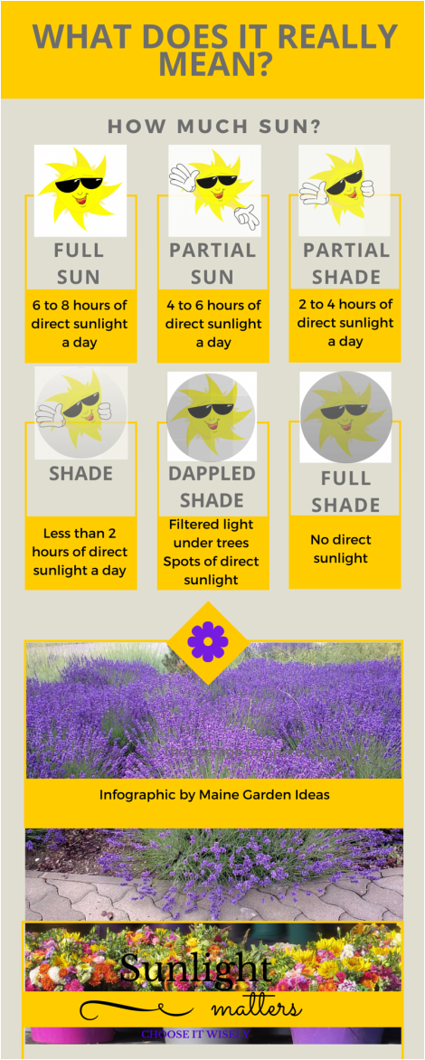 sunlight infographic