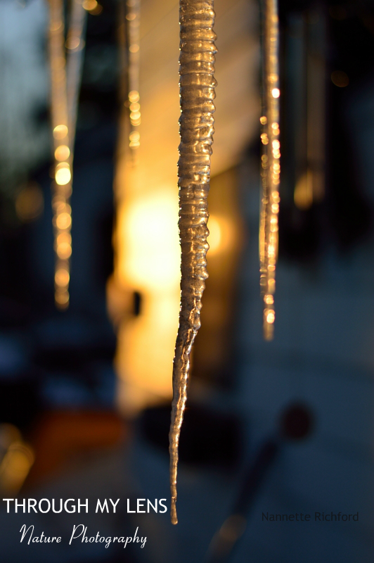 icicle at sunset