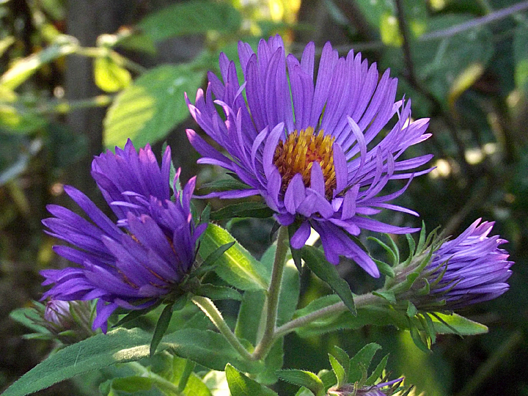 Wildflowers: Purple Asters