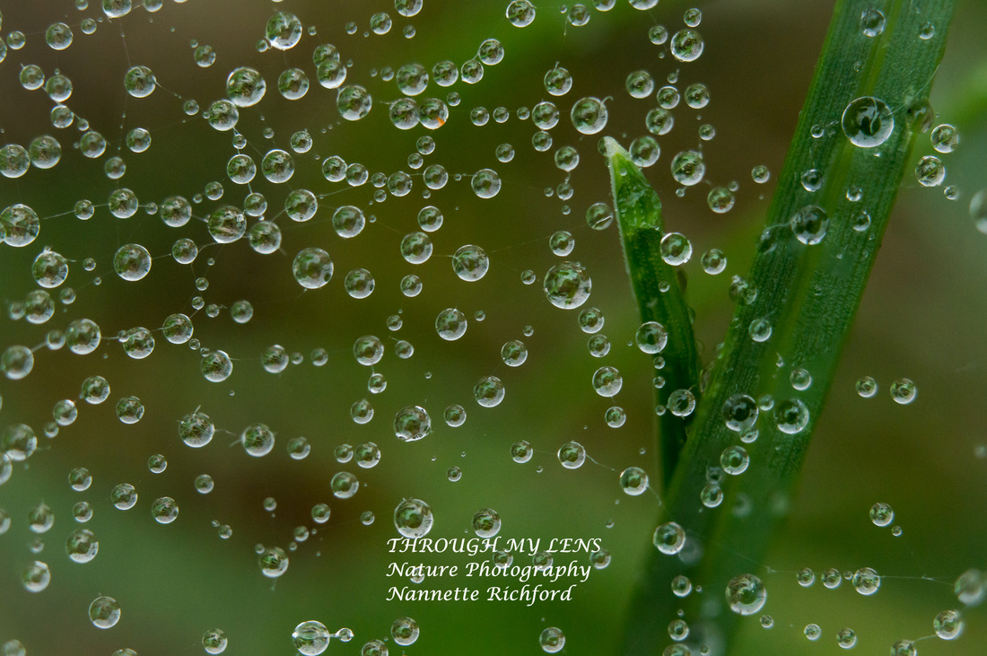 raindrops on spiderweb with grass blades
