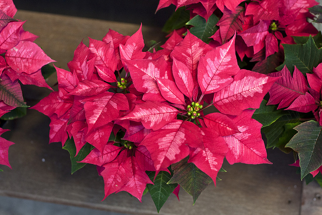 variegated pink poinsettia