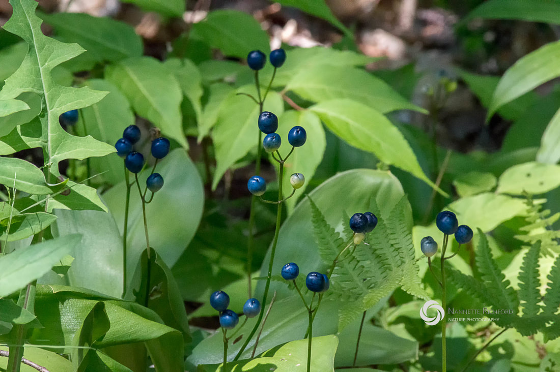 Blue Bead Lily Berries