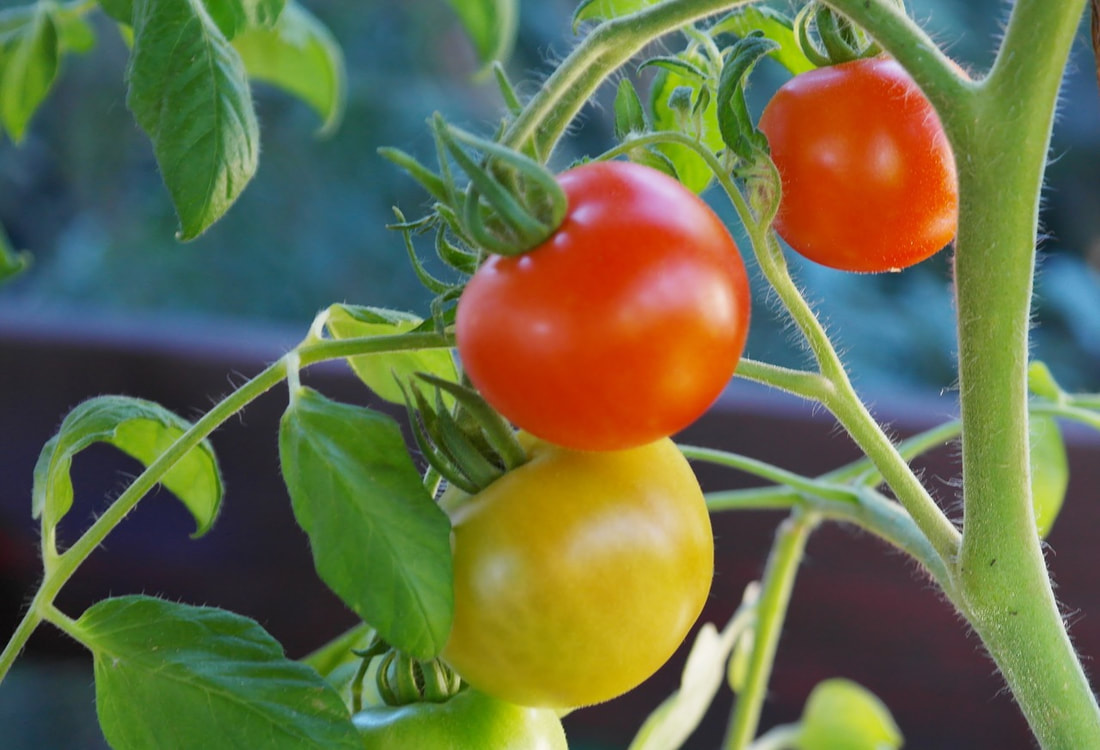 suckers on tomato plant