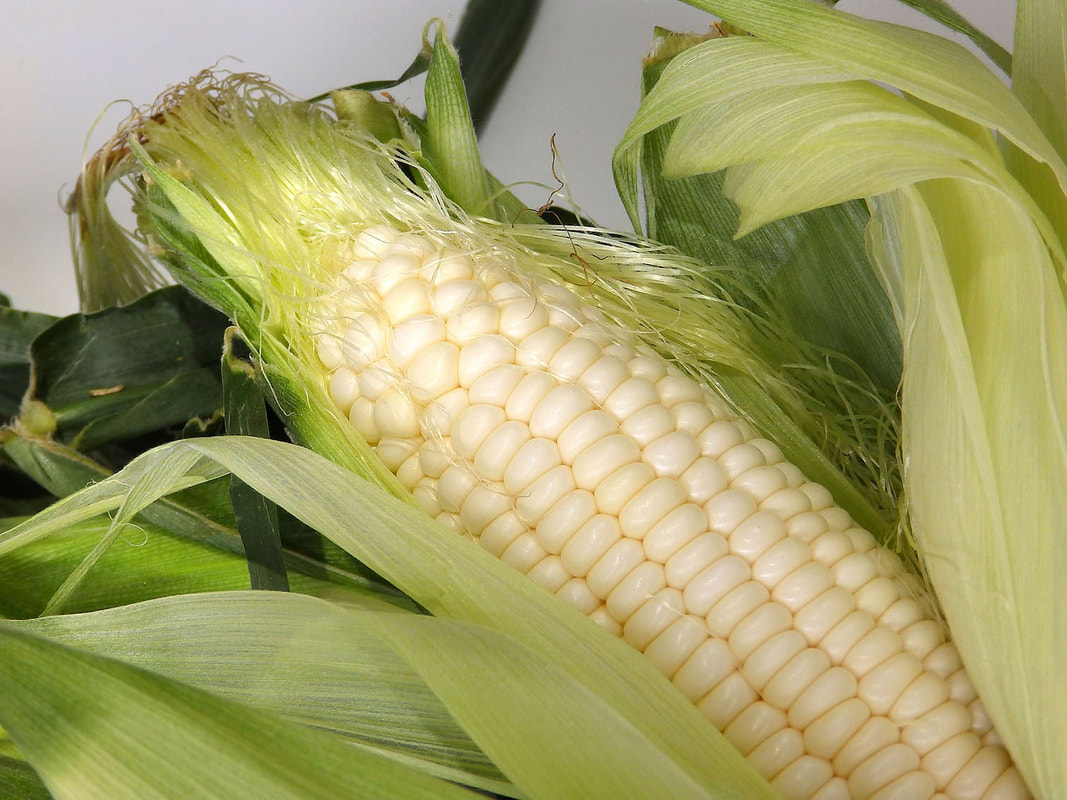 White Corn Picture