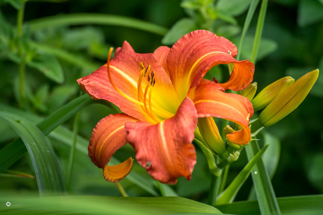Orange Ditch Lily