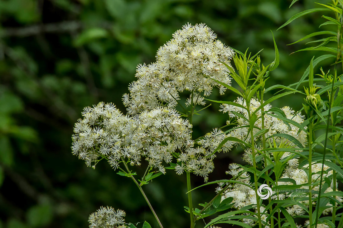 Tall Meadow-rue Picture