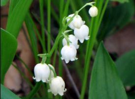 Lily of the Valley Picture