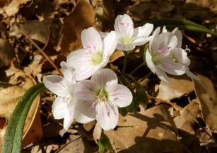 Spring Beauties Picture