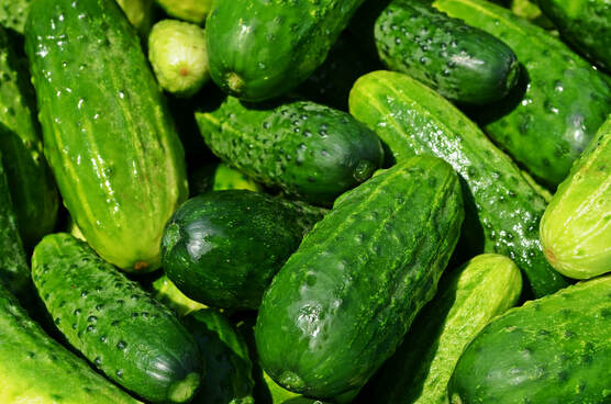 pickling cucumbers Picture