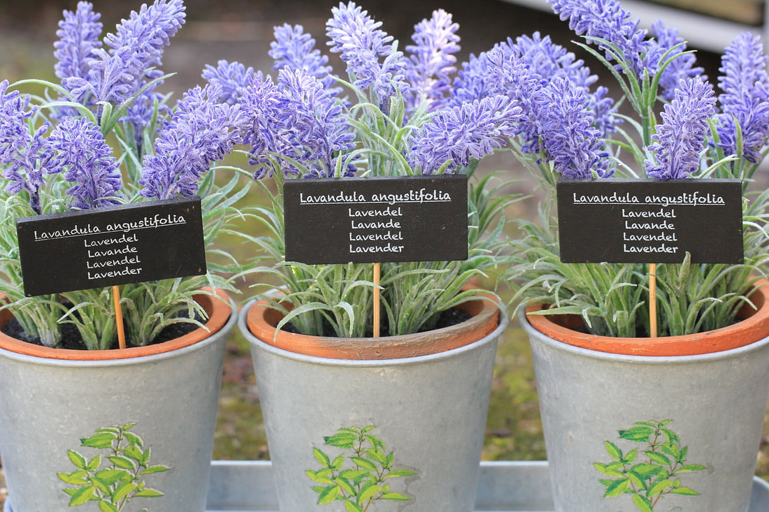 Lavender seedlings