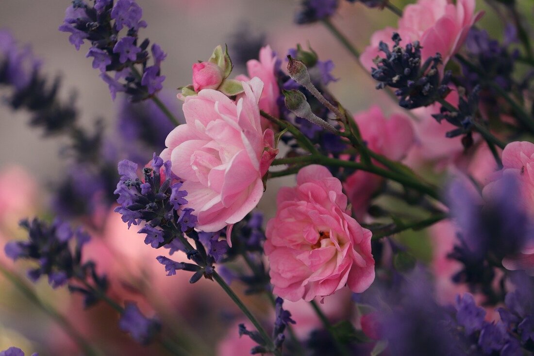lavender and roses