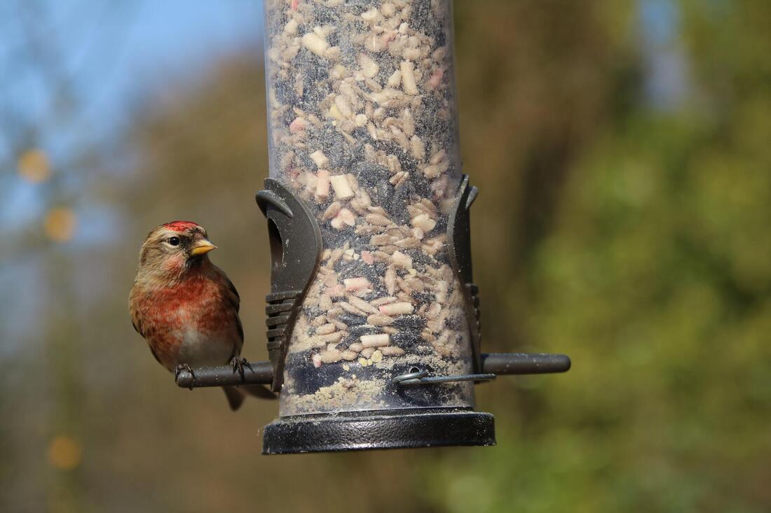 Tube bird feeder