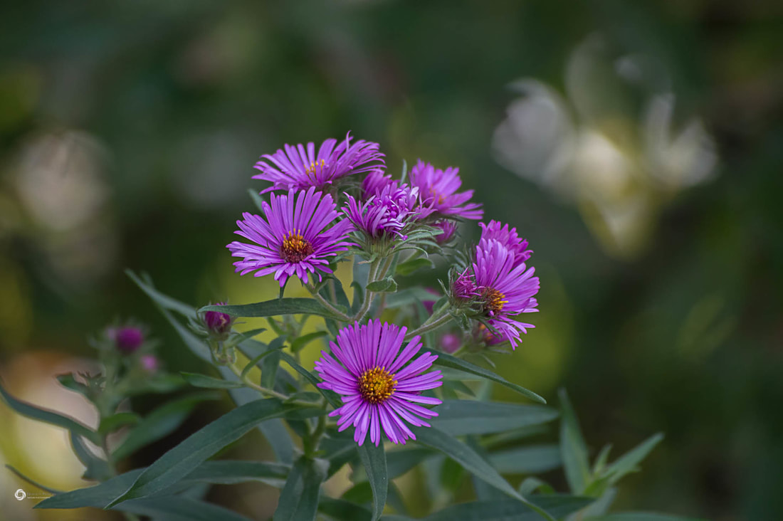 Pink New England Aster