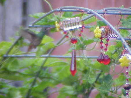 DIY hummingbird feeder from insulin bottles