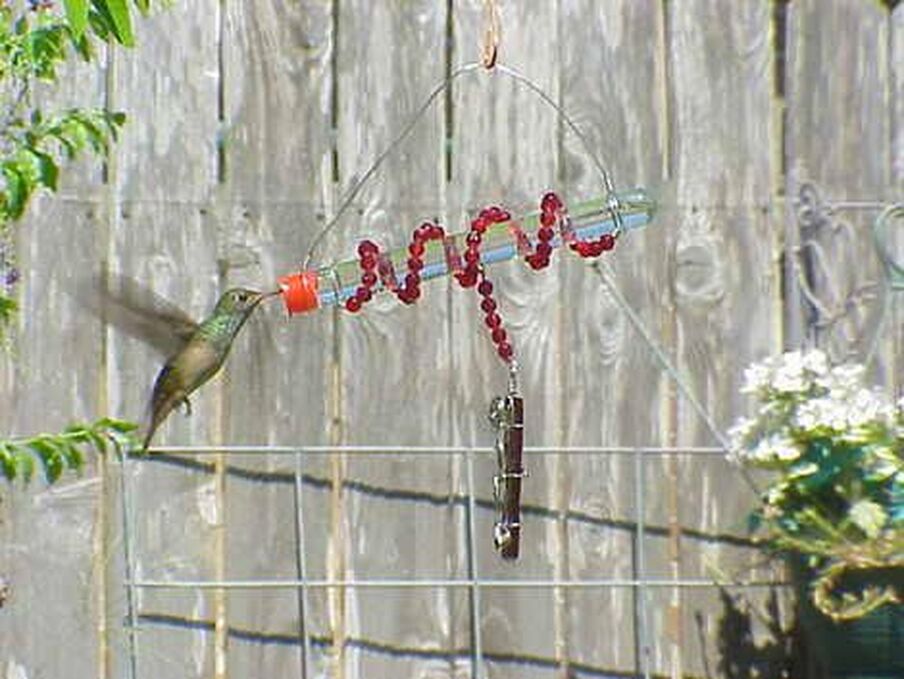 hummingbird feeder from test tubes Picture