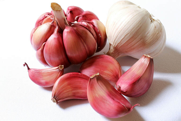 garlic Picture