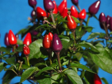 ornamental peppers Picture