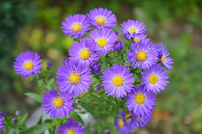 Asters Picture