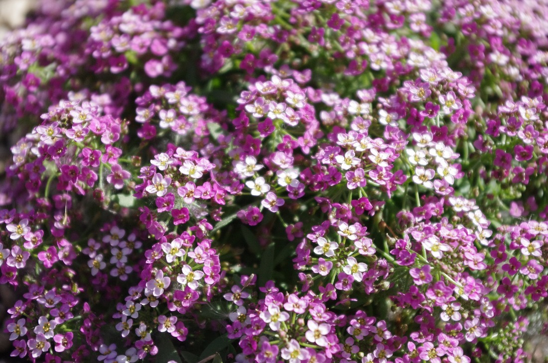 pink and white sweet alyssum