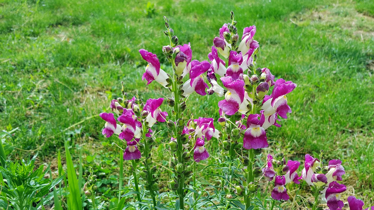 Snap Dragon Picture