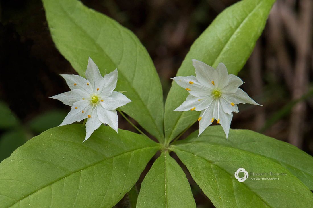 Star Flower Picture