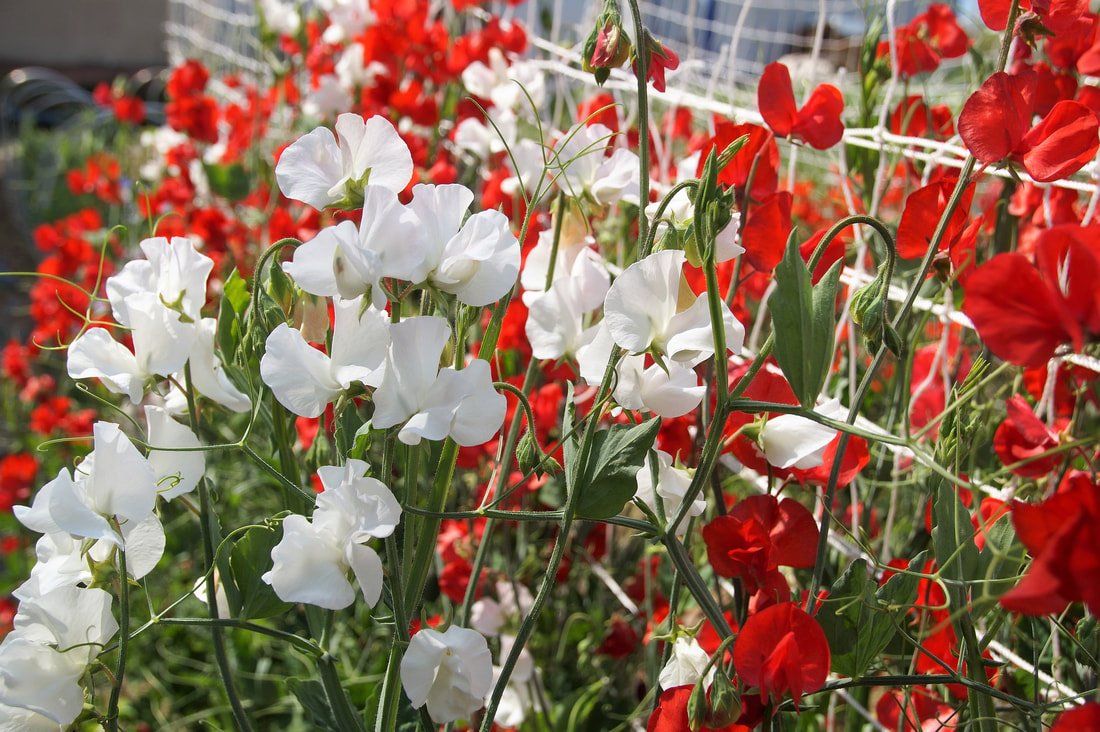 red and white sweet peas