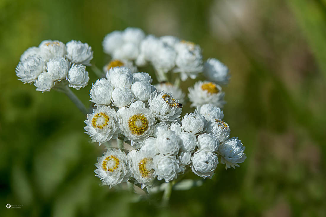 Pearly Everlasting Picture