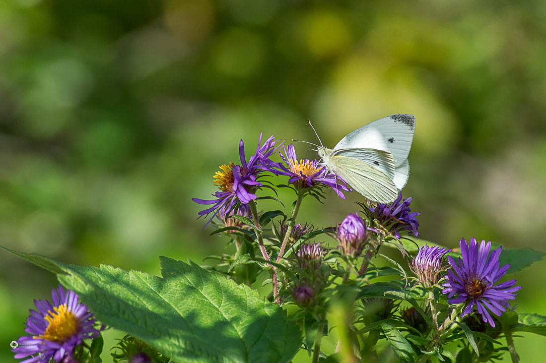 Cabbage Butterfly Feeding on New England Asters