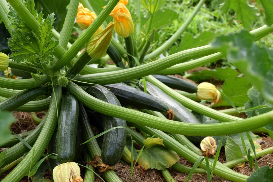 zucchini plant Picture